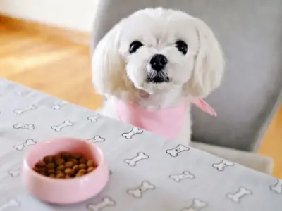 que come un perro bichon maltes