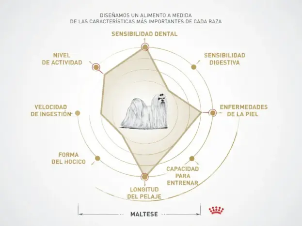 Royal Canin para Bichón Maltés: Dieta Científica 100% Personalizada 15 royal canin bichon maltes beneficios