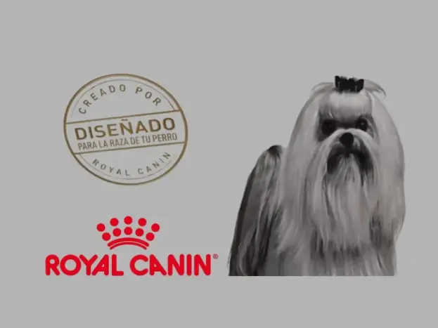Royal Canin para Bichón Maltés: Dieta Científica 100% Personalizada 14 royal canin bichón maltés opiniones