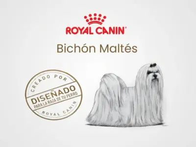 Royal Canin para Bichón Maltés: Dieta Científica 100% Personalizada 1 Royal Canin para Bichón Maltés