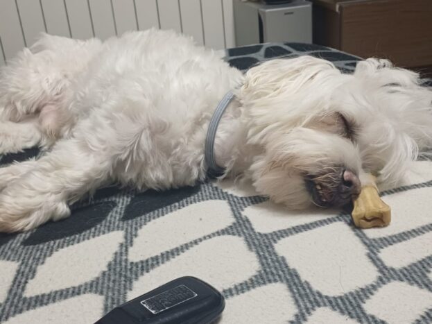 Bichón Maltés Mayor: Cuidados, Dieta y Cambios en su Etapa Sénior 7 perro bichon maltes anciano durmiendo en el sofa
