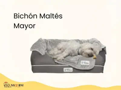 Bichón Maltés mayor cuidados alimentacion