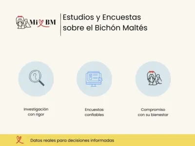 estudios encuestas mibm sobre bichon maltes