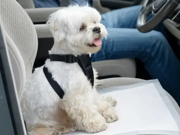 Empapadores Nobleza para Perros Bichón Maltés: La Opinión de una Dueña 8 uso empapadores Nobleza en perros y cachorros