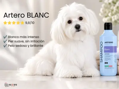 champu artero blanc para Bichón Maltés opinion dueña