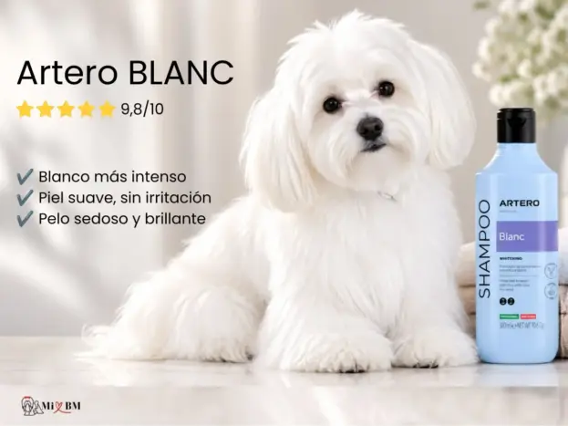champu artero blanc para Bichón Maltés opinion dueña